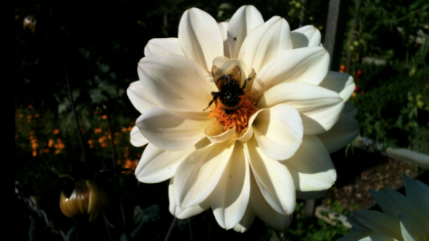 Dahlie mit Hummel