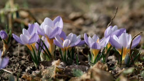 Krokusse blau Krokusse blau