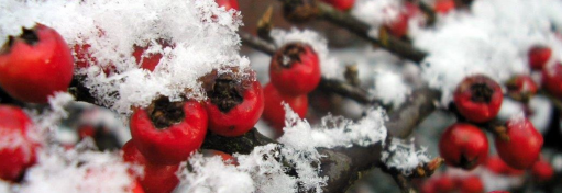 Beeren und Schnee