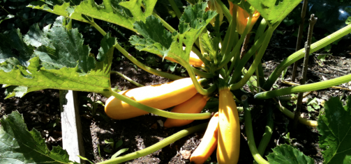 Zucchini gelb