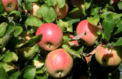 Äpfel